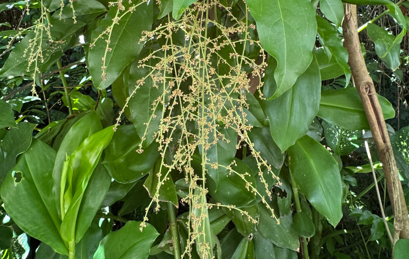 Biossensor acelera identificação de plantas com potencial para bioinseticidas