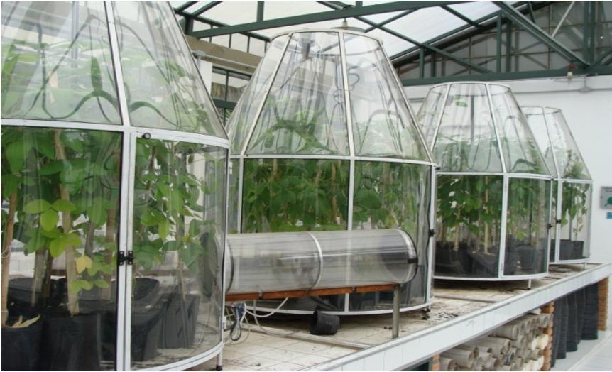 Mudanças climáticas podem aumentar safra de soja, mas reduzem valor nutricional do grão