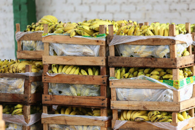 Levantamento da Conab aponta queda nos preços médios da banana na maior parte das Centrais de Abastecimento brasileiras