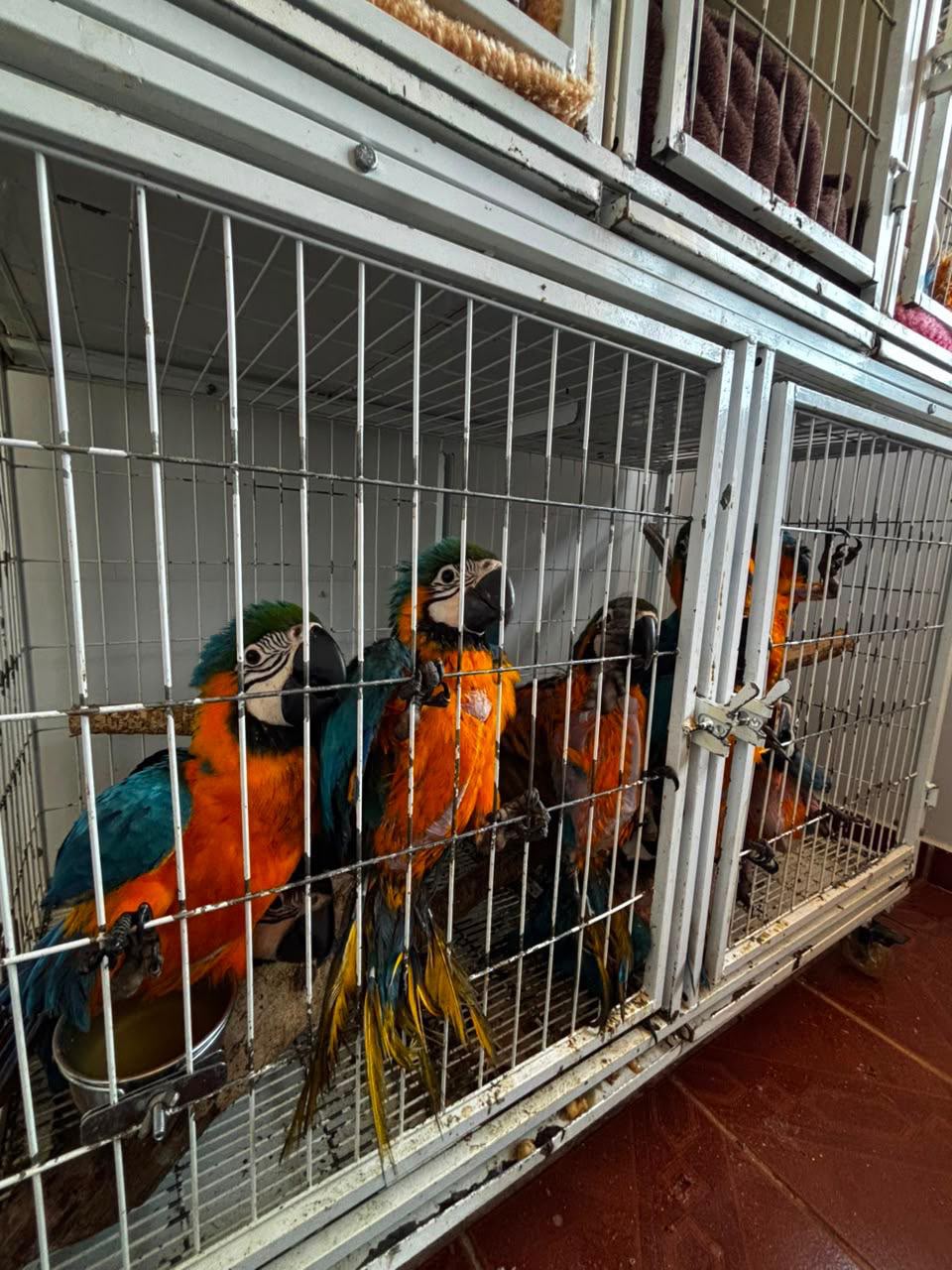 Governo de Caldas Novas intensifica fiscalização ambiental e reforça combate ao tráfico de animais silvestres