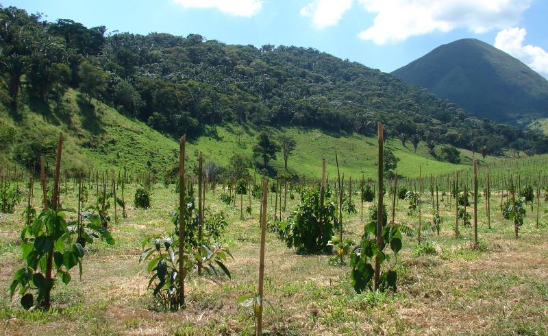 Cientistas definem dez regras para orientar restauração de ecossistemas