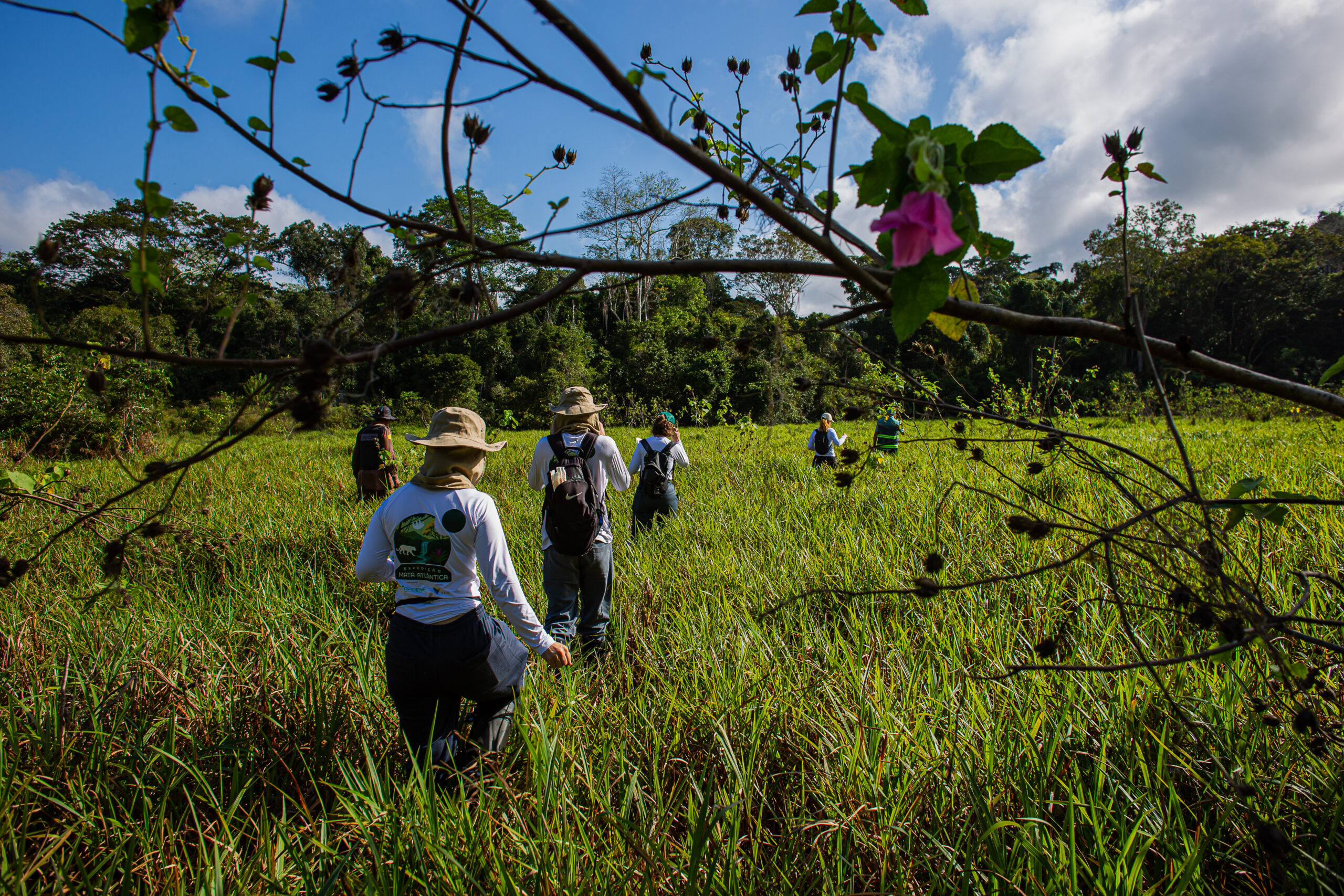 Biodiversidade invisível da Mata Atlântica pode revelar novas soluções biotecnológicas e ampliar conhecimento sobre a conservação do bioma