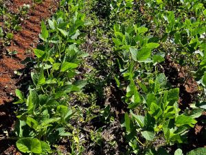 Controle precoce de plantas daninhas ajuda a preservar o potencial produtivo da lavoura